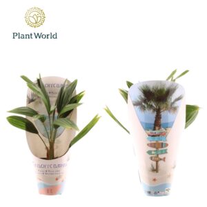 Trachycarpus fortunei Trachycarpus fortuneii / Eagle palm P9 in potcover
(10 Plants/Order)(9cmP 30cmH)