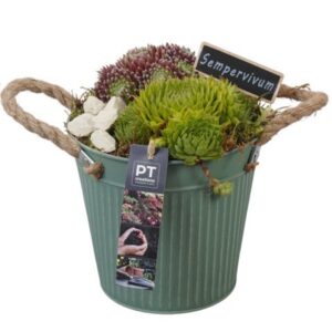Arrangementen Sempervivum PTS7354 Arrangement Sempervivum in metalen Pot
(4 Plants/Order)(16cmP 22cmH)