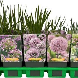 Allium senescens Allium mix laag P11
(10 Plants/Order)(11cmP 25cmH)