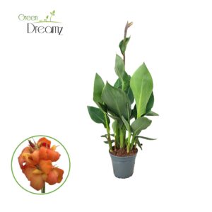 Canna Cannova Orange Shades Canna Cannova Orange Shades met Flower p 17
(6 Plants/Order)(17cmP 100cmH)