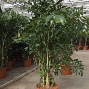 Caryota mitis Caryota mitis
(1 Plants/Order)(55cmP 270cmH)