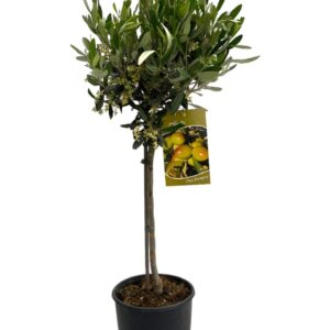 Olea europaea Olea europaea "op stam"
(1 Plants/Order)(19cmP 90cmH)