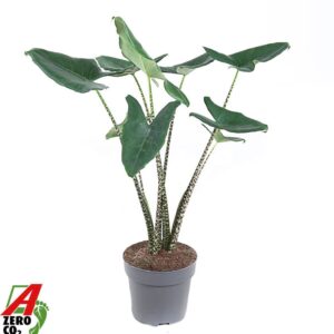 Alocasia zebrina Alocasia Zebrina (NO GAP)
(1 Plants/Order)(24cmP 90cmH)