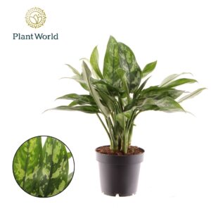 Aglaonema Maria Aglaonema Maria
(10 Plants/Order)(12cmP 30cmH)