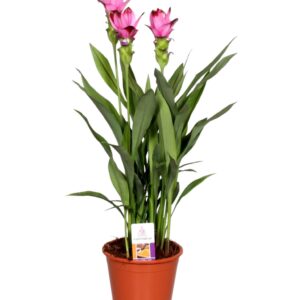 Curcuma Siam Splash Curcuma Splash
(6 Plants/Order)(17cmP 65cmH)