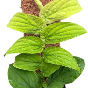 other plants Rhaphidophora Korthalsii Aurea
(8 Plants/Order)(14cmP 30cmH)
