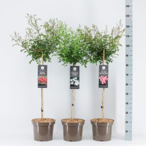 Rosa pink Basics Fairy mix, stam 70, C7.5
(1 Plants/Order)(26cmP 100cmH)