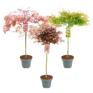 Acer palmatum Acer palm. 'MIX' C14 halfstam
(1 Plants/Order)(30cmP 160cmH)