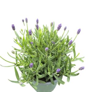Lavandula angustifolia Hidcote Lavandula Angustifolia 'Hidcote'
(8 Plants/Order)(13cmP 30cmH)