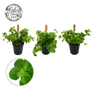 Peperomia rotundifolia Peperomia Rotundifolia 5,5cm
(20 Plants/Order)(5.5cmP 10cmH)