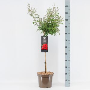 Rosa Rosa (P) Fairy King ®, stam 70, C7.5
(1 Plants/Order)(26cmP 100cmH)