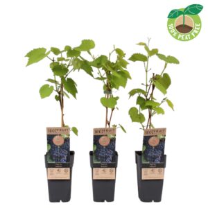 Vitis other white vinifera 'Schuyler', P15
(10 Plants/Order)(15cmP 50cmH)