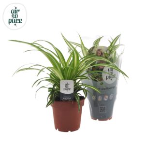 Chlorophytum Variegatum Chlorophytum 12cm
(8 Plants/Order)(12cmP 25cmH)