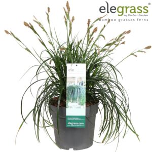 Carex oshimensis Carex 'Ribbon Falls' P23
(1 Plants/Order)(23cmP 55cmH)