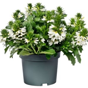 Scaevola Fanfana other Scaevola FanFana® white
(6 Plants/Order)(12cmP 20cmH)