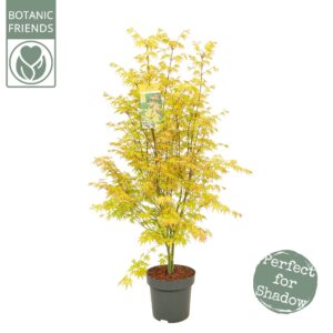 Acer palmatum Orange Dream Acer palm. 'Orange Dream' C14 struik
(1 Plants/Order)(30cmP 130cmH)