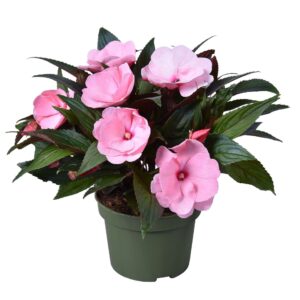 Impatiens Tamarinda Pink Impatiens New Guinea LICHTROZE
(6 Plants/Order)(13cmP 25cmH)