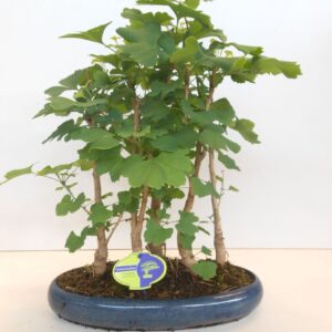 Bonsai Ginkgo Biloba, group 5 stem
(3 Plants/Order)(30cmP 45cmH)