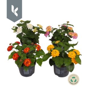 Lantana camara Havana mixed Lantana Havana mix laag
(8 Plants/Order)(12cmP 20cmH)