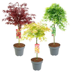 Acer palmatum Acer palm. diverse mix C14 laagstam
(1 Plants/Order)(30cmP 120cmH)