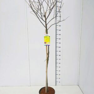 Cercis canadensis Cercis can. 'Hearts of Gold' 120CMSTC12
(1 Plants/Order)(30cmP 140cmH)
