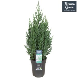 Juniperus chinensis Stricta Juniperus chinensis Stricta P15
(6 Plants/Order)(15cmP 60cmH)