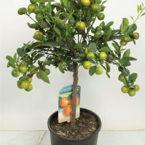 Citrofortunella x microcar Citrus Calamondin Stem
(1 Plants/Order)(21cmP 75cmH)