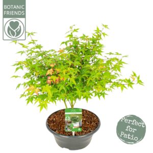 Acer palmatum Little Princess Acer palm. 'Little Princess'
(1 Plants/Order)(23cmP 50cmH)