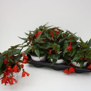 Begonia Waterfall Encanto Red Begonia Waterfall Encanto Red
(6 Plants/Order)(15cmP 38cmH)