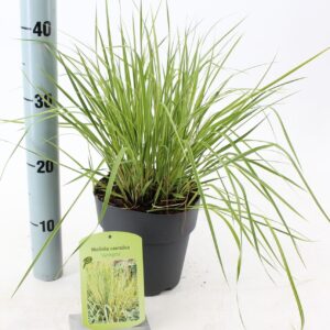 Molinia caerulea Variegata Molinia caerulea 'Variegata'
(1 Plants/Order)(17cmP 30cmH)