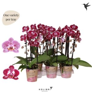 Phalaenopsis Elegant Cascade Kolibri Orchids Phalaenopsis Cascade Niagara Fall spotty 2 spike
(6 Plants/Order)(12cmP 45cmH)