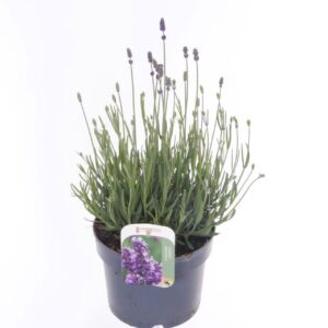 Lavandula angustifolia Hidcote Lavandula ang. Hidcote
(6 Plants/Order)(17cmP 35cmH)