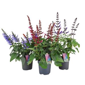 Salvia Salgoon mixed Salvia salgoon mix p17 (NL)
(6 Plants/Order)(17cmP 55cmH)