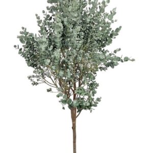 Eucalyptus gunnii Eucalyptus Gunnii Stem
(6 Plants/Order)(17cmP 110cmH)