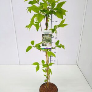 Heptacodium miconioides Heptacodium miconioides 80-100C5
(1 Plants/Order)(23cmP 100cmH)