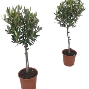 Olea europaea Olea europaea "op stam"
(6 Plants/Order)(15cmP 50cmH)