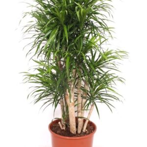 Dracaena Anita Dracaena Anita
(1 Plants/Order)(30cmP 110cmH)
