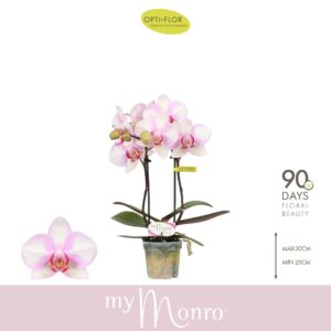 Phalaenopsis other pink (enkele ta MyMonro Make-up 2 spike
(6 Plants/Order)(7cmP 25cmH)
