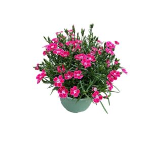 Carnation Pillow Red Carnation 'Pillow Berry Red'
(1 Plants/Order)(17cmP 35cmH)