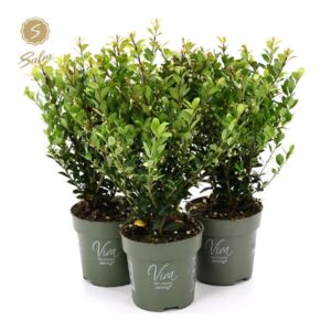 Ilex crenata Jenny Viva Ilex crenata 'Jenny'® P10
(10 Plants/Order)(10cmP 30cmH)