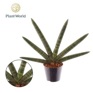 Sansevieria Cylindrica Sansevieria Skyline P10,5
(8 Plants/Order)(10.5cmP 35cmH)