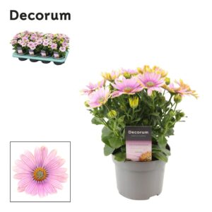 Osteospermum Cape Daisy Softly Pink Osteospermum Cape Daisy Softly Pink
(8 Plants/Order)(12cmP 24cmH)