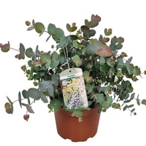 Eucalyptus gunnii Eucalyptus Silver Dollar Bush
(3 Plants/Order)(19cmP 45cmH)