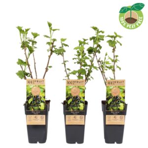 Ribes nigrum Ribes nigrum 'Titania', P15
(10 Plants/Order)(15cmP 50cmH)