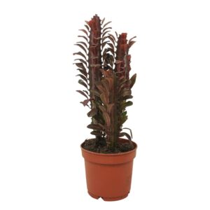 Euphorbia Rubra Euphorbia trigona `Rubra` 12 cm
(6 Plants/Order)(12cmP 30cmH)