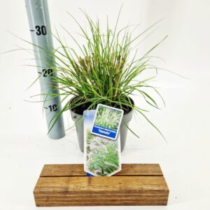 Pennisetum alopecuroides Hameln Pennisetum alopecuroides 'Hameln'
(1 Plants/Order)(17cmP 30cmH)