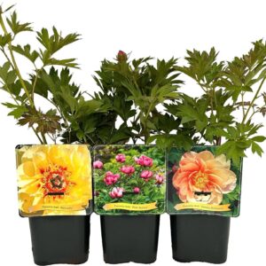 Paeonia Paeonia itoh mix laag C5
(1 Plants/Order)(21cmP 35cmH)