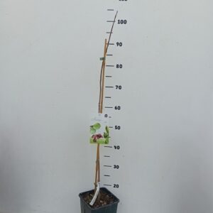 fruit trees and -heesters ov Asimina triloba
(1 Plants/Order)(19cmP 20cmH)