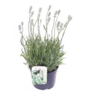 Lavandula angustifolia Lavandula ang. Auromatico Silver
(8 Plants/Order)(13cmP 35cmH)