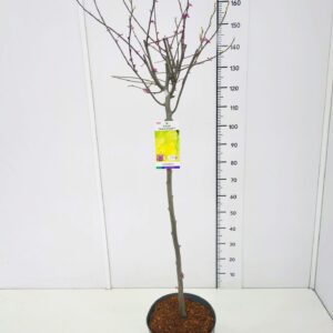 Cercis canadensis Cercis can. 'Hearts of Gold' 100CMSTC12
(1 Plants/Order)(30cmP 120cmH)